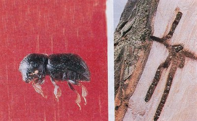 Dal kıran ergini ve fındık dalındaki zararı